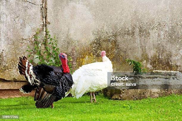 A Turquia Fora - Fotografias de stock e mais imagens de Agricultura - Agricultura, Animal, Animal macho