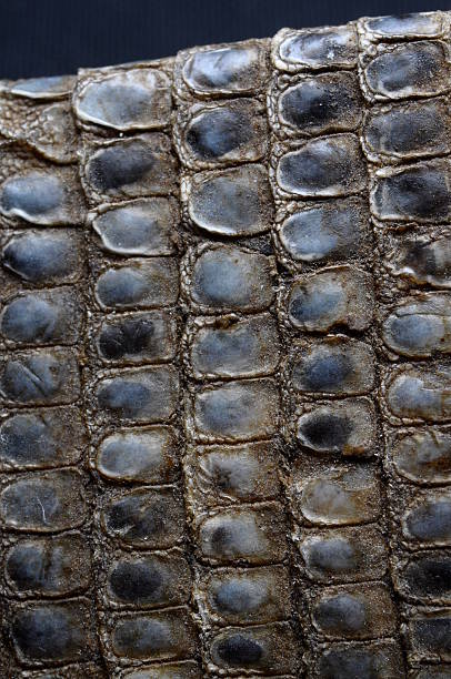 istock Macro of snake skin 178978071