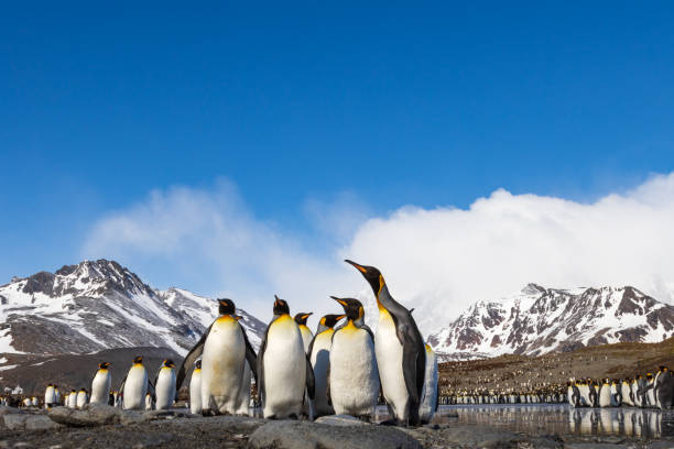 Königspinguin-Kolonie in der St. Andrew's Bay auf Südgeorgien in der Antarktis – Foto