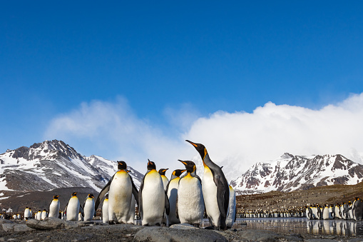 Adelie Penguin, pygoscelis adeliae, Group Leaping into Ocean, Paulet Island in Antarctica