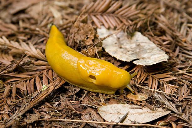 istock Santa Cruz Mountains Banana Slug 178978171