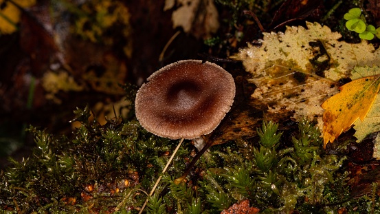 Rain, Wet & Wavy Toadstool Caps.