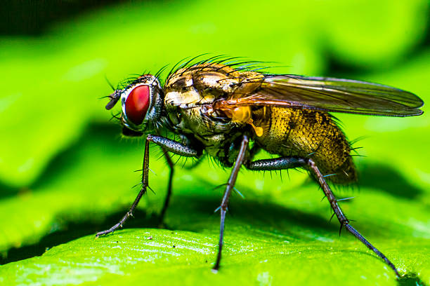 istock Portrait of a fly (Brachycera) 178978186