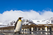 King Penguin colony at St Andrew's Bay on South Georgia in the Antarctic