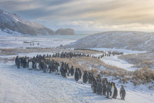 Königspinguine auf dem Weg zum Meer in der St. Andrew's Bay auf Südgeorgien in der Antarktis – Foto