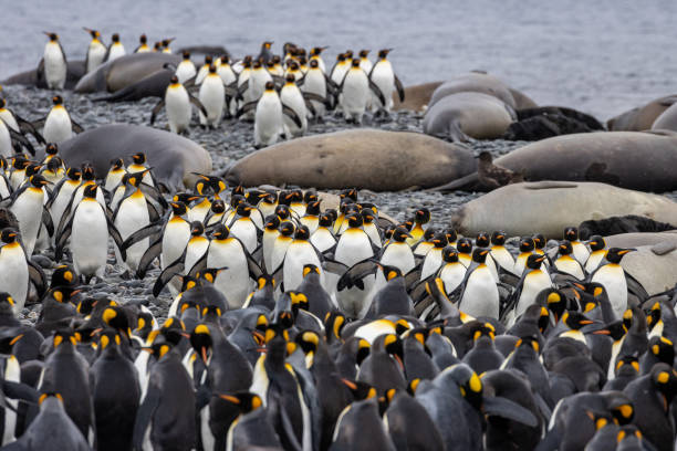 King Penguin colony at St Andrew's Bay on South Georgia in the Antarctic stock photo