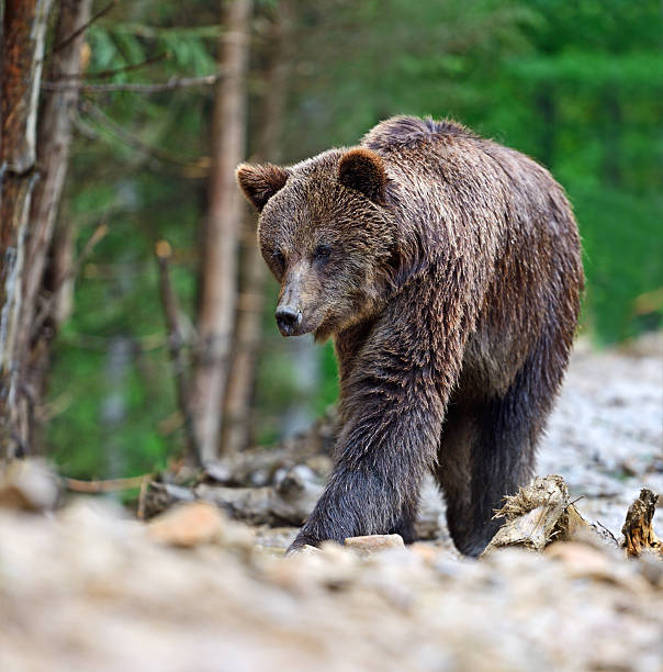 istock Brown bears in the Carpathians. 178978392