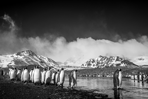 King Penguin colony at St Andrew's Bay on South Georgia in the Antarctic. Wildlife Photography on an expedition to South Georgia and the Falkland Islands. Black and white image taken with an infrared camera.