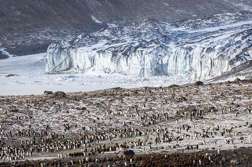 King Penguin colony at St Andrew's Bay on South Georgia in the Antarctic. Wildlife Photography on an expedition to South Georgia and the Falkland Islands.