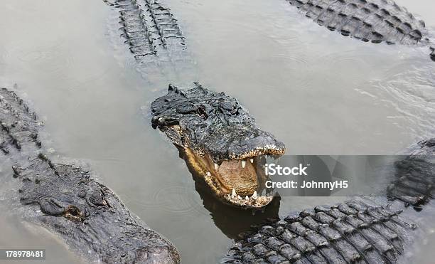 Group Of Alligators - アウトフォーカスのストックフォトや画像を多数ご用意 - アウトフォーカス, アリゲーター, フロリダ州