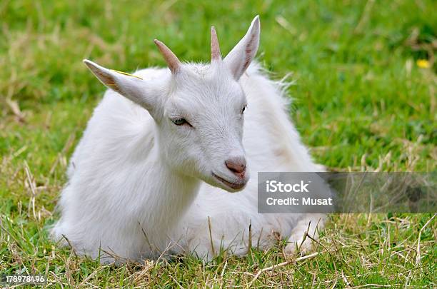 Cabra Lying On Grass Blanco Foto de stock y más banco de imágenes de Aire libre - Aire libre, Animal, Animal doméstico