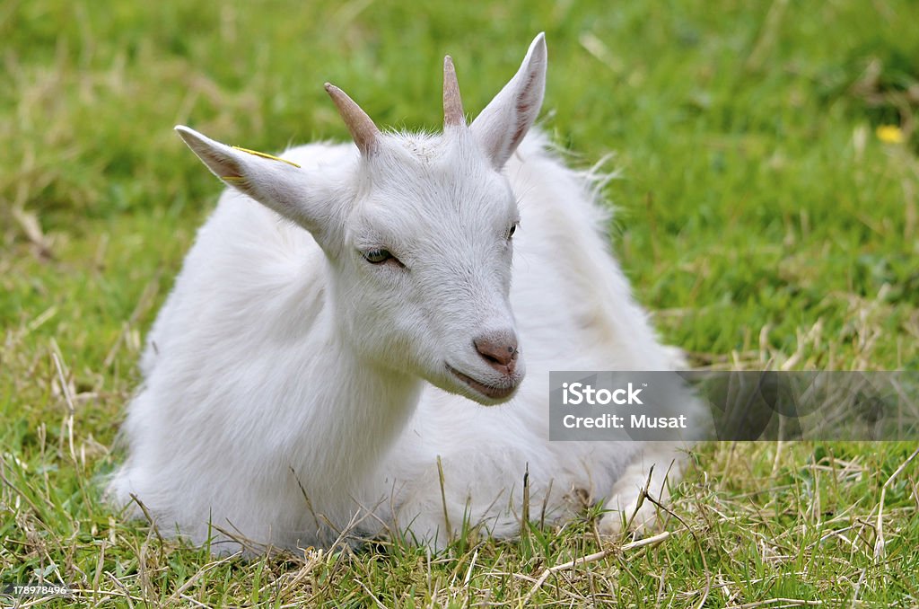 White goat lying on grass Juvenile white goat (Capra aegagrus hircus) lying on grass Animal Stock Photo