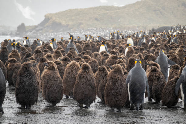 King Penguin colony at Gold Harbour on South Georgia in the Antarctic stock photo