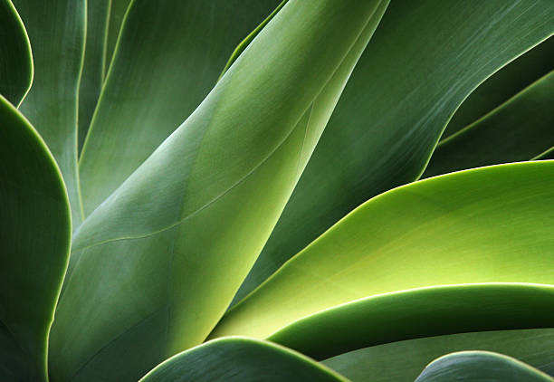 zbliżenie z cactus - close up plant leaf macro zdjęcia i obrazy z banku zdjęć