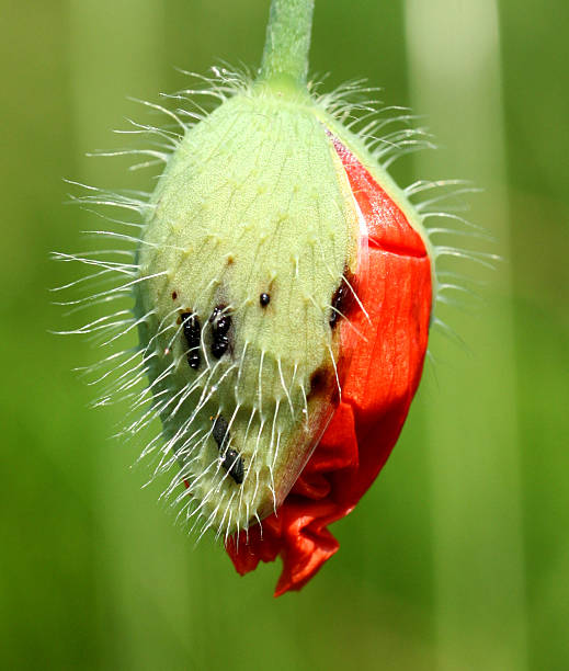 Hanging Poppy Seed stock photo