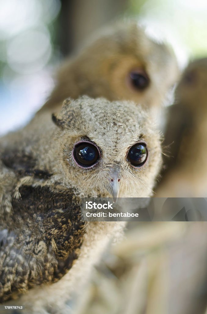 Baby Waldkauz - Lizenzfrei Asien Stock-Foto