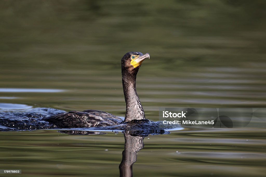 Cormorano, Phalacrocorax Carbó - Foto stock royalty-free di Acqua