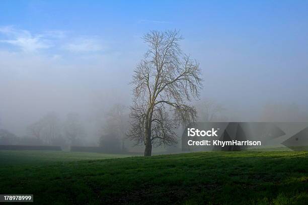 Misty Manhã Árvore - Fotografias de stock e mais imagens de Amanhecer - Amanhecer, Ao Ar Livre, Azul