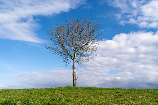 Leafless tree on the grass hill in the landscape in spring