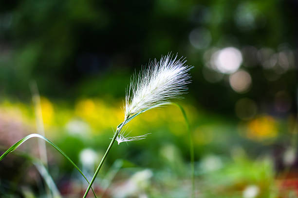 Macro view at poaceae in a field stock photo