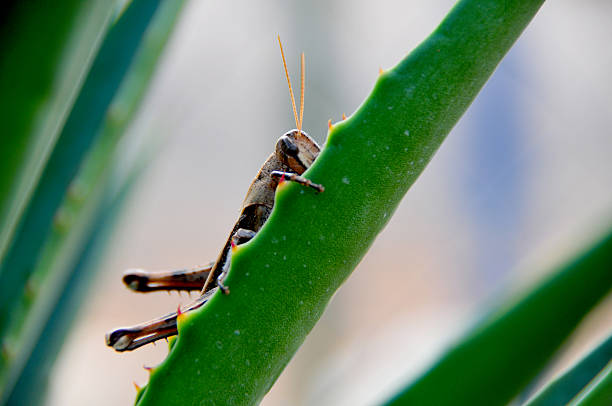 istock Grasshopper hiding in the leaves 178979424