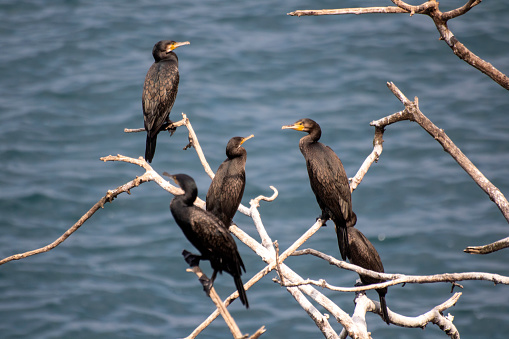 Group of cormorants sitting on a branch in the sea