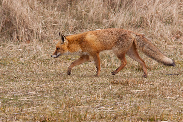 istock fox in its natural habitat 178979514