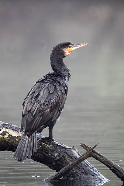 istock Cormorant, Phalacrocorax carbo 178979555
