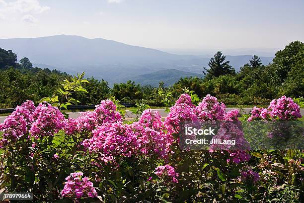 Foto de Verão Montanhas E Flores e mais fotos de stock de Montanhas Blue Ridge - Montanhas Blue Ridge, Floresta Nacional de Nantahala, Flor