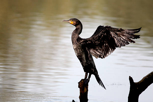 istock Cormorant, Phalacrocorax carbo 178979729