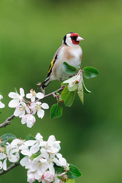 istock Goldfinch, Carduelis 178980057