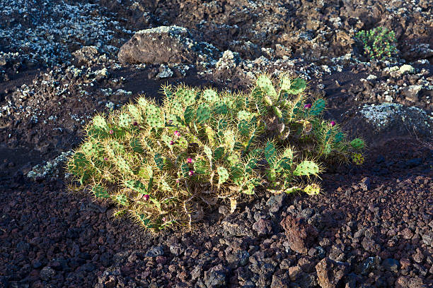 istock plant growing on volcanic stone 178980257
