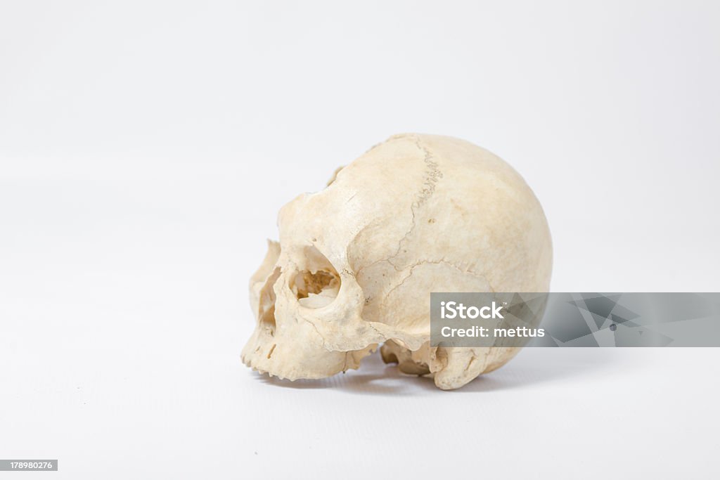 Side view of human skull Side view of human skull on white Absence Stock Photo