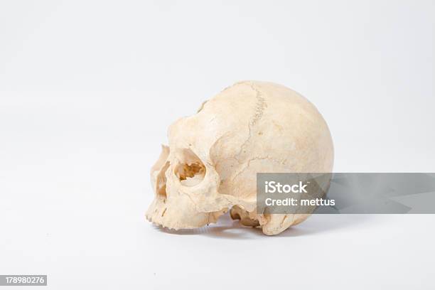 Side View Of Human Skull Stock Photo - Download Image Now - Absence, Anatomy, Care