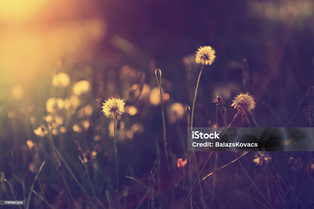 Vintage dandelion field in sunset. Photograph taken in sunset. Beauty Stock Photo