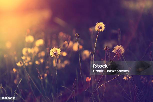 Vintage Dandelion Field In Sunset Stock Photo - Download Image Now - Beauty, Beauty In Nature, Botany