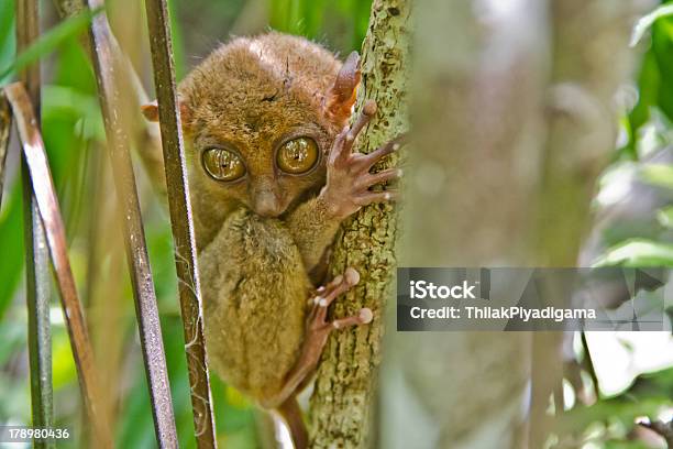 Foto de O Tarsius Syrichta e mais fotos de stock de Animais em Extinção - Animais em Extinção, Animal selvagem, Filipinas