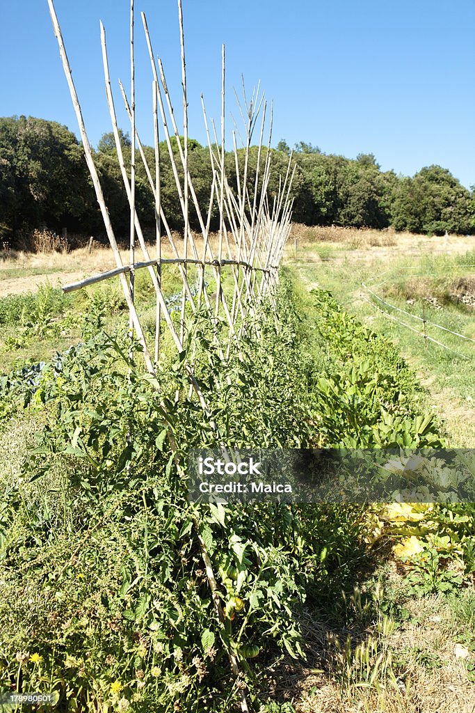 Pequeña jardín de vegetales - Foto de stock de Abundancia libre de derechos