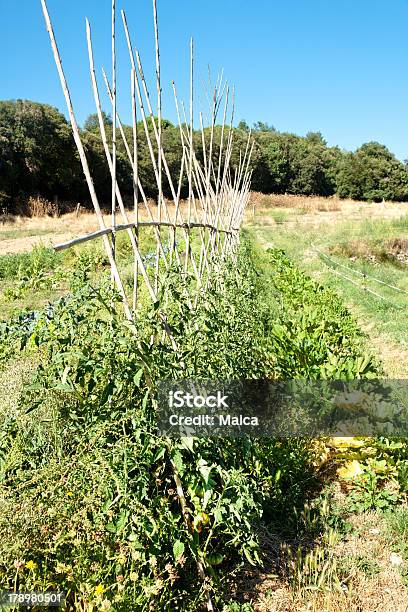 Photo libre de droit de Petit Jardin Potager banque d'images et plus d'images libres de droit de Agriculture - Agriculture, Aliments et boissons, Bleu