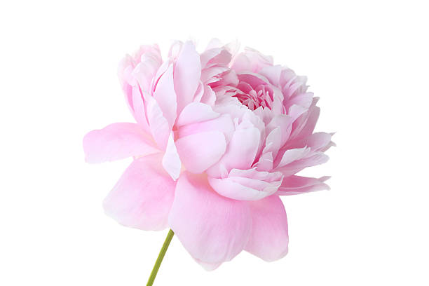 istock Pale pink peony flower on white background 178980639