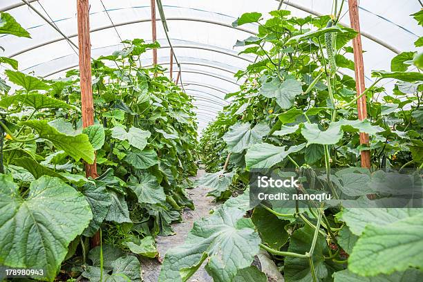 Gurke In Green House Stockfoto und mehr Bilder von Agrarbetrieb - Agrarbetrieb, Blatt - Pflanzenbestandteile, Farbton