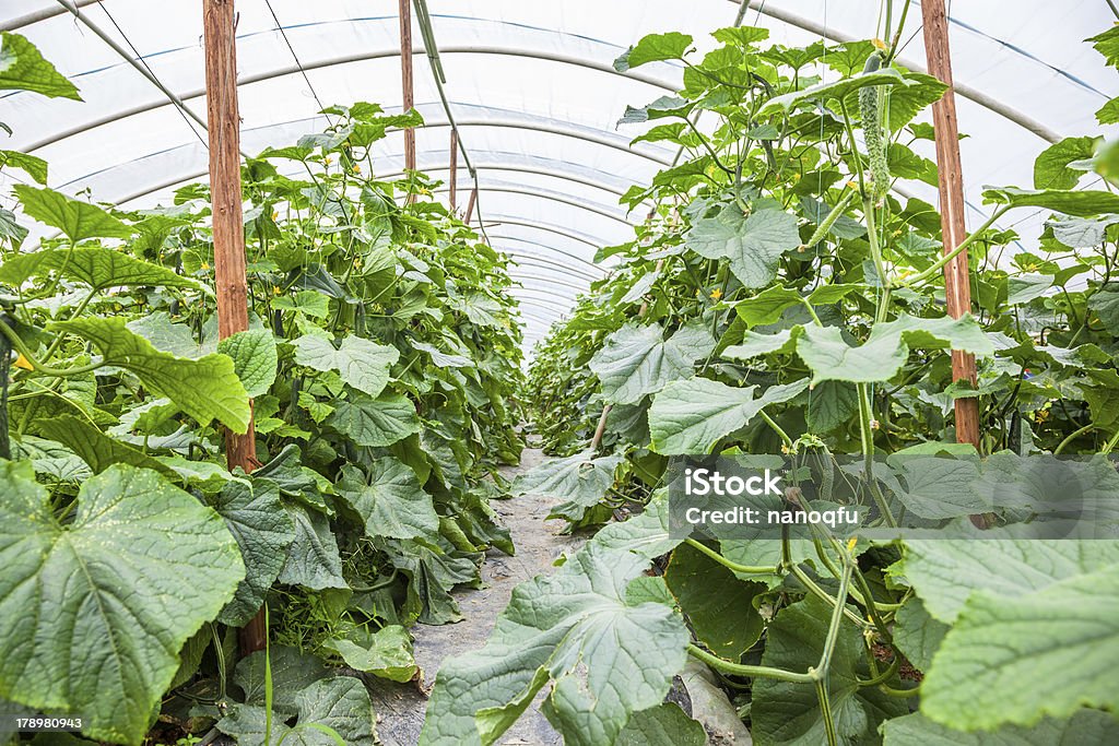Cetriolo in casa verde - Foto stock royalty-free di Agricoltura