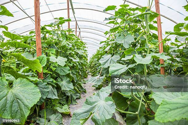 Cetriolo In Casa Verde - Fotografie stock e altre immagini di Agricoltura - Agricoltura, Alimentazione sana, Ambientazione interna