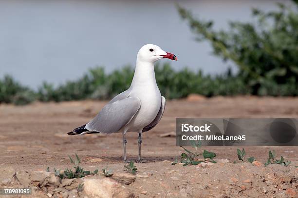 Photo libre de droit de Mouette De Audouin Larus Audouinii banque d'images et plus d'images libres de droit de Animaux à l'état sauvage - Animaux à l'état sauvage, Blanc, Estuaire