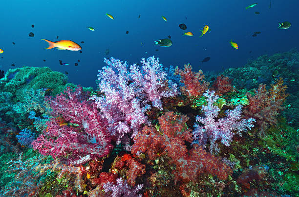 istock Soft coral colony , Similan island Thailand 178981109