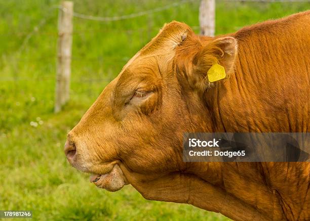 리무진 Bull 리무진종에 대한 스톡 사진 및 기타 이미지 - 리무진종, 경외감, 자연