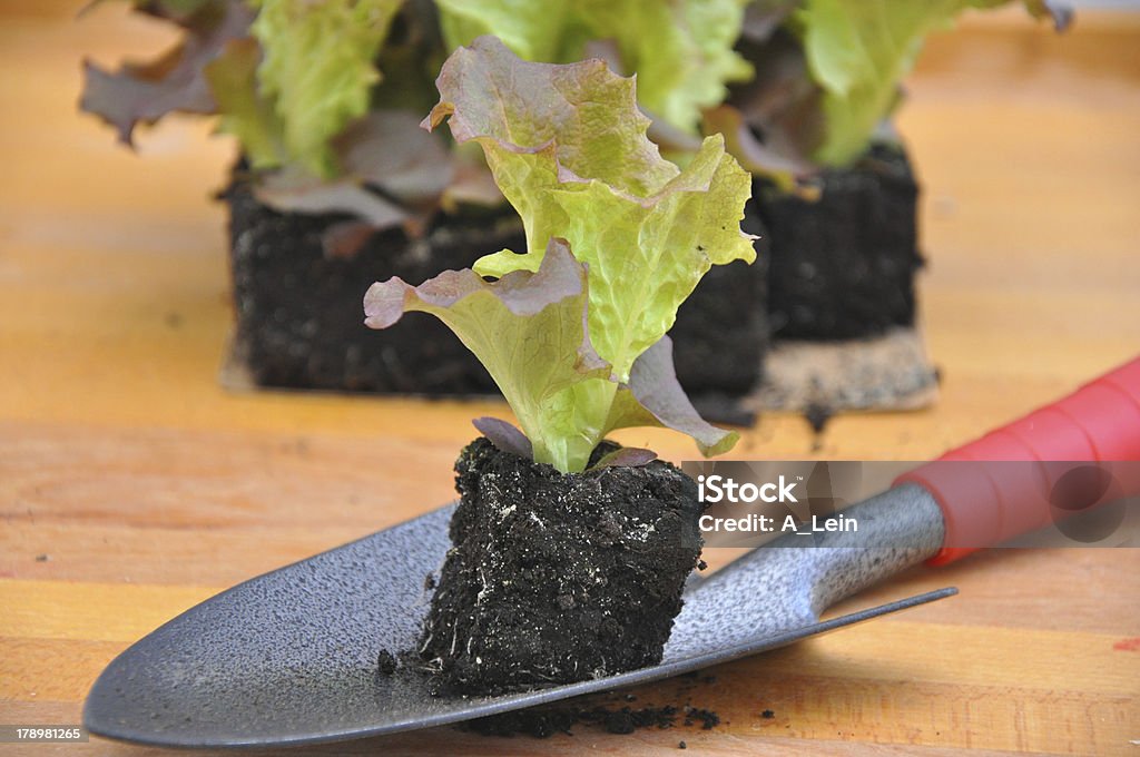Giardinaggio, Piantare semi di insalata - Foto stock royalty-free di Agricoltura