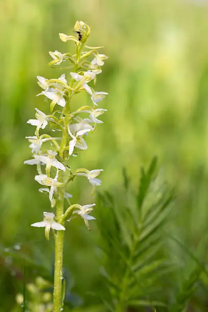 greater butterfly-orchid