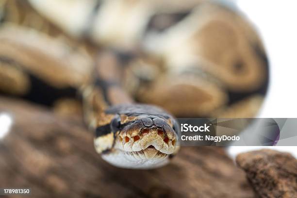 공 Python 클로즈업 가까운에 대한 스톡 사진 및 기타 이미지 - 가까운, 감금 상태, 공포증