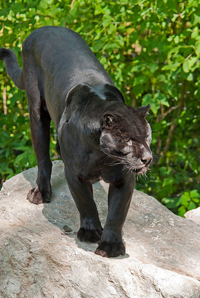 black panther - leopard prowling black leopard undomesticated cat imagens e fotografias de stock